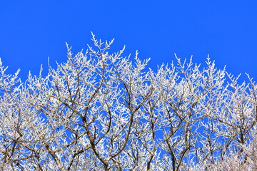상고대가 아름답게 피어난 한라산의 겨울 풍경이다.