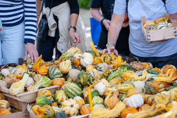 Unidentified people at the market stall, choosing pumpkins of all colors and shapes..