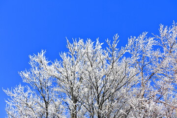 상고대가 아름답게 피어난 한라산의 겨울 풍경이다.