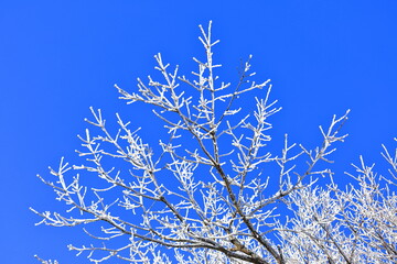 상고대가 아름답게 피어난 한라산의 겨울 풍경이다.
