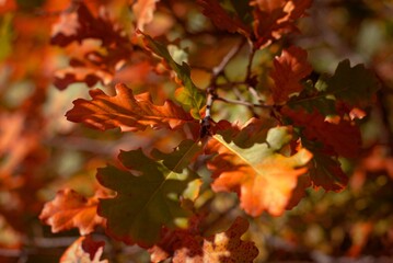 Golden colors of autumn, oak forest in the mountains of the Black Sea coast, dressed in a fabulous outfit, selective focus, blurred background, Russia