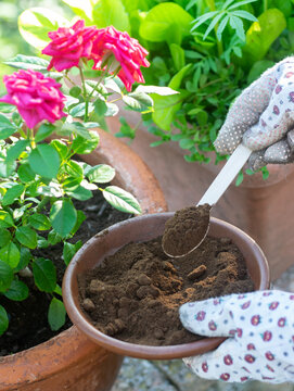 Used Coffee Grounds As A Compost. Great Fertilizer For Plants And Vegetables. Close Up..