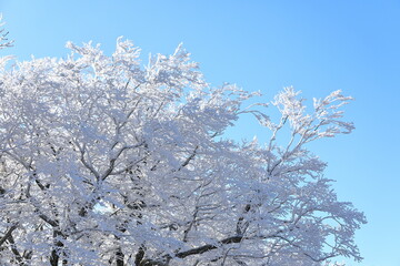 상고대가 아름답게 피어난 한라산의 겨울 풍경이다.