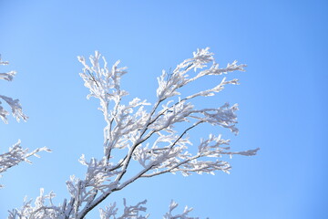 상고대가 아름답게 피어난 한라산의 겨울 풍경이다.