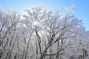 상고대가 아름답게 피어난 한라산의 겨울 풍경이다.