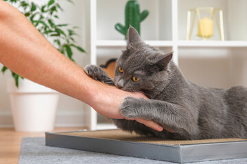 A grey cat is playing with a man's hand. The cat bites the man's hand. A playful grey cat. The grey...