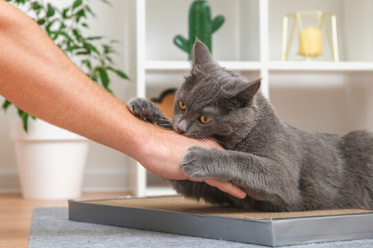 A grey cat is playing with a man's hand. The cat bites the man's hand. A playful grey cat. The grey cat protects his toy.