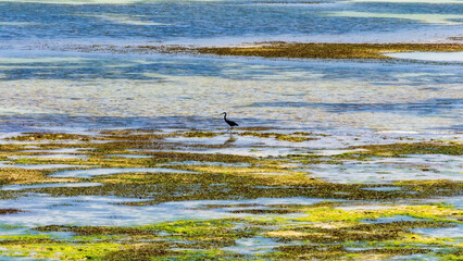 Landscapes of Zanzibar. Low tide in Zanzibar .Soft focus