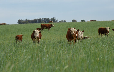 Cattle raising  with natural pastures in Pampas countryside, La Pampa Province,Patagonia, Argentina.