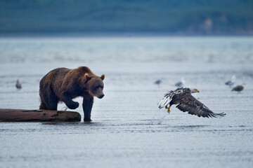 Bald Eagle and Brown Bear, Katmai National Park, Alaska