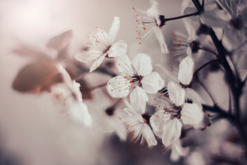 Japońskie wiśnie kwitnące.  Wiosenne gałązki kwitnącej wiśni. Kwiaty wiśni japońskiej. Wiosenne ogrody z kwitnącymi drzewami. Pastelowe tonacje.  Świeże kwiaty. Tło kwiatowe - obrazy, fototapety, plakaty