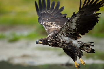 Bald Eagle, Alaska