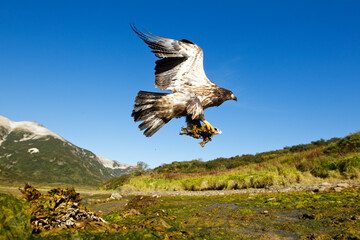 Bald Eagle, Alaska