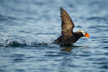 Puffin, Kodiak Island, Alaska