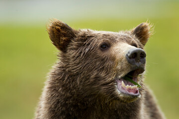 Fototapeta premium Grizzly Bear, Katmai National Park, Alaska