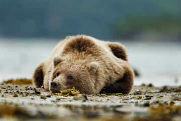 Grizzly Bear, Katmai National Park, Alaska