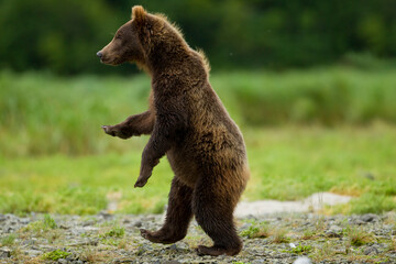Grizzly Bear, Katmai National Park, Alaska © Paul