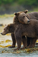 Brown Bears, Katmai National Park, Alaska