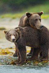Obraz premium Brown Bears, Katmai National Park, Alaska