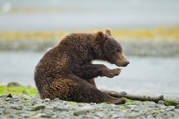 Obraz premium Grizzly Bear, Katmai National Park, Alaska