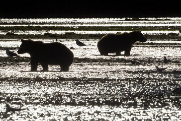 Brown Bears, Katmai National Park, Alaska