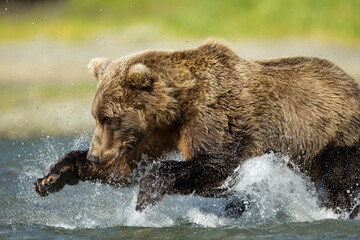 Brown Bear Fishing, Katmai National Park, Alaska