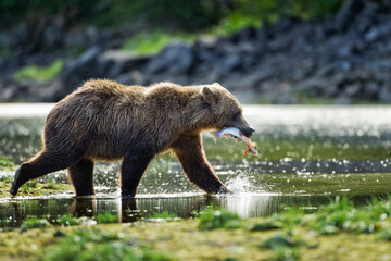 Brown Bear with Salmon, Katmai National Park, Alaska
