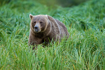 Brown Bear in Tall Grass, Katmai National Park, Alaska