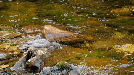 Blue duck or whio in Kahurangi National Park, Aotearoa / New Zealand.