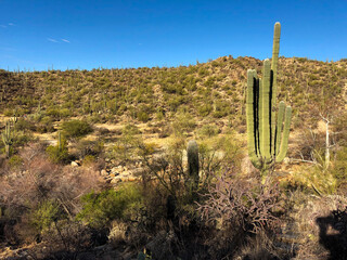 cactus in the desert