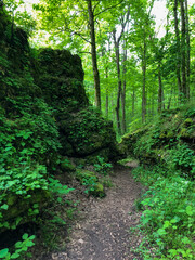 path in the forest