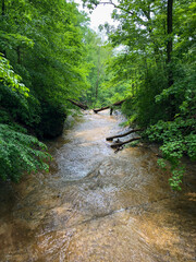 stream in the forest