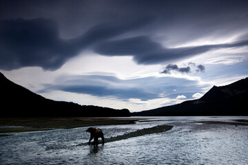 Brown Bear and Mountains, Katmai National Park, Alaska