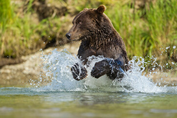 Obraz premium Brown Bear Fishing in Salmon Stream, Katmai National Park, Alaska