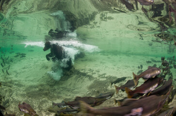 Underwater view of Brown Bear, Katmai National Park, Alaska