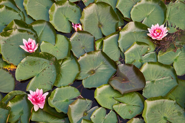 Water nymphal lily and green leaves natural background, top view.