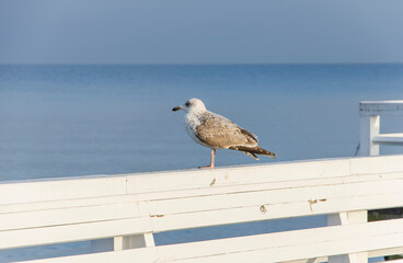 A seagull sits on a white parapet, a seagull with a ring on its paw
