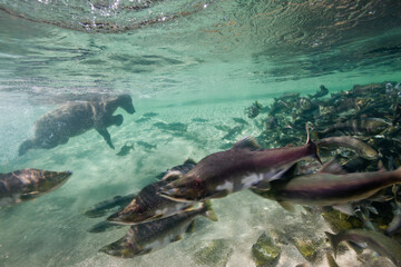 Underwater Grizzly Bear, Katmai National Park, Alaska