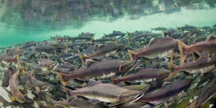 Underwater Spawning Salmon, Alaska