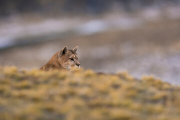 Puma walking in mountain environment, Torres del Paine National Park, Patagonia, Chile.