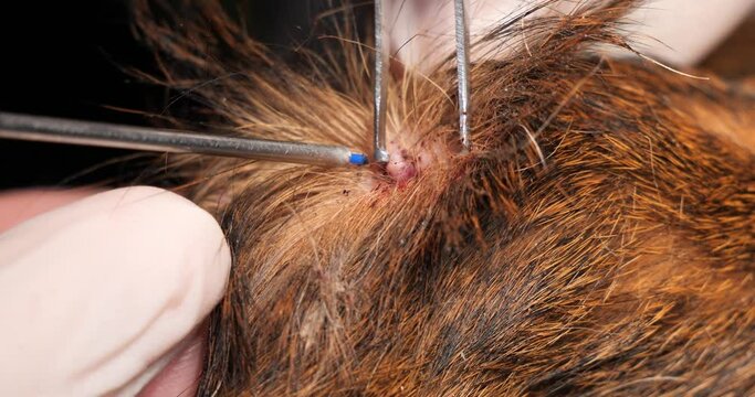 The veterinarian removes the build-up on the skin of the animal using a laser. Close-up. The laser beam allows you to simultaneously remove and cauterize the wound.