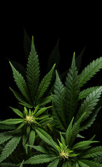 vertical marijuana plants on black background