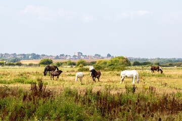 Fototapeta na wymiar Horses grazing in a field in Sussex, with Lewes castle visible in the distance