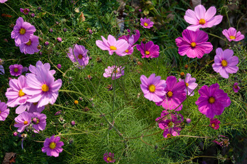 flowers in the garden