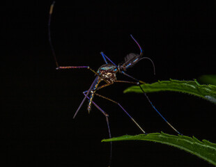 mosquito on a leaf