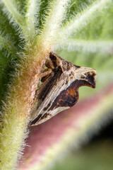 treehopper on the leaf