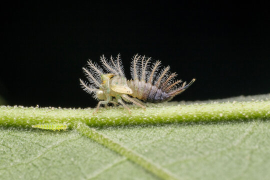 treehopper nymph on a leaf