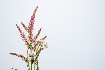 Dried, pressed celosia and statice flowers placed at the left of the image. Space for text at the right. White background.