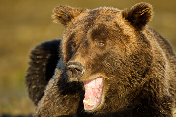 Yawning Brown Bear, Katmai National Park, Alaska