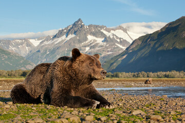 Brown Bear and Coastal Mountains, Katmai National Park, Alaska